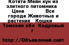 Котята Мейн-кун из элитного питомника › Цена ­ 20 000 - Все города Животные и растения » Кошки   . Томская обл.,Кедровый г.